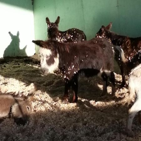 Durham Donkey Rescue Shepherd'S Hut Ξενοδοχείο Εξωτερικό φωτογραφία