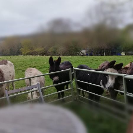 Durham Donkey Rescue Shepherd'S Hut Ξενοδοχείο Εξωτερικό φωτογραφία