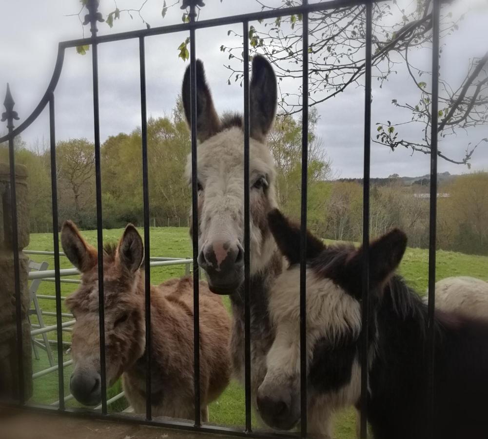 Durham Donkey Rescue Shepherd'S Hut Ξενοδοχείο Εξωτερικό φωτογραφία