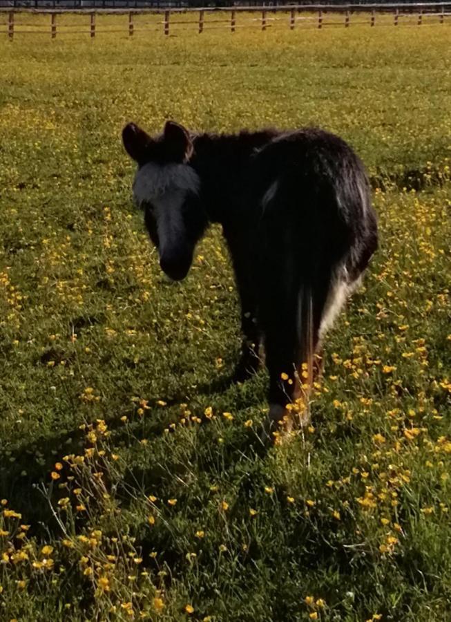 Durham Donkey Rescue Shepherd'S Hut Ξενοδοχείο Εξωτερικό φωτογραφία