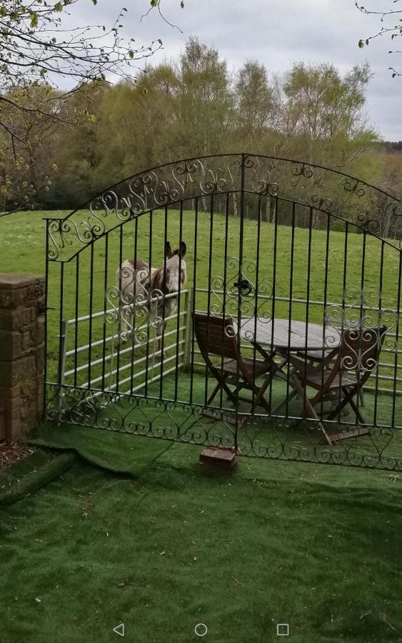 Durham Donkey Rescue Shepherd'S Hut Ξενοδοχείο Εξωτερικό φωτογραφία