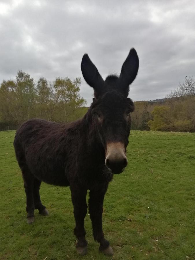 Durham Donkey Rescue Shepherd'S Hut Ξενοδοχείο Εξωτερικό φωτογραφία