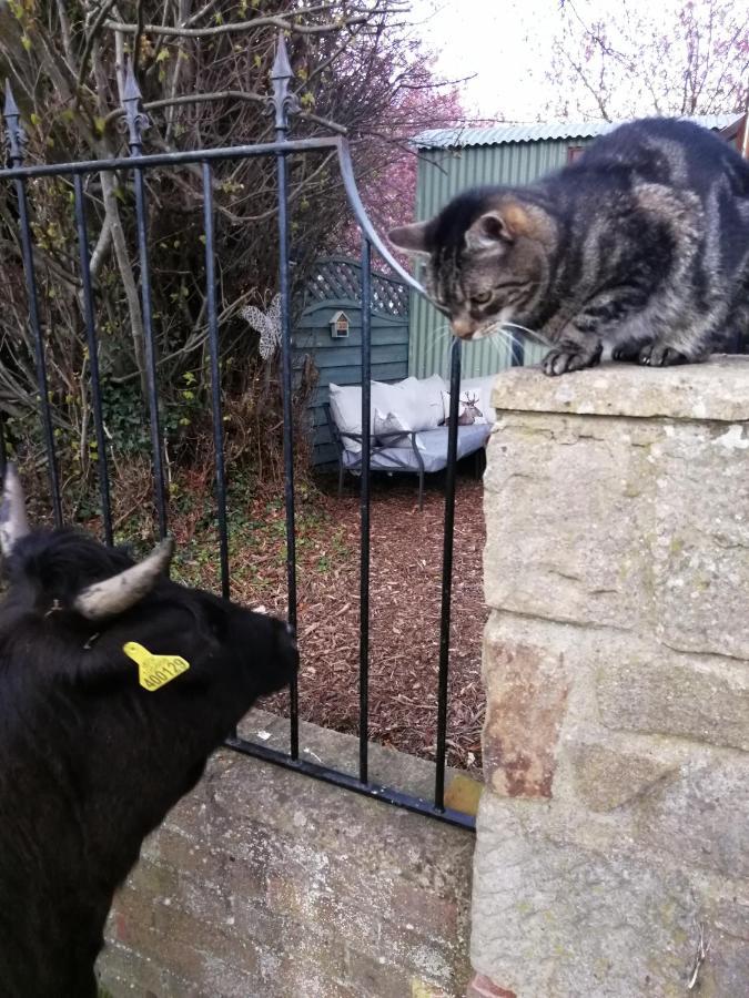 Durham Donkey Rescue Shepherd'S Hut Ξενοδοχείο Εξωτερικό φωτογραφία