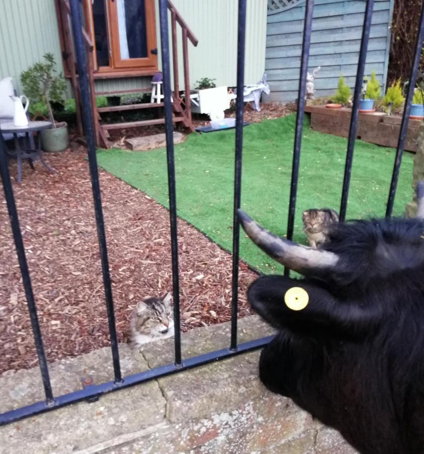Durham Donkey Rescue Shepherd'S Hut Ξενοδοχείο Εξωτερικό φωτογραφία