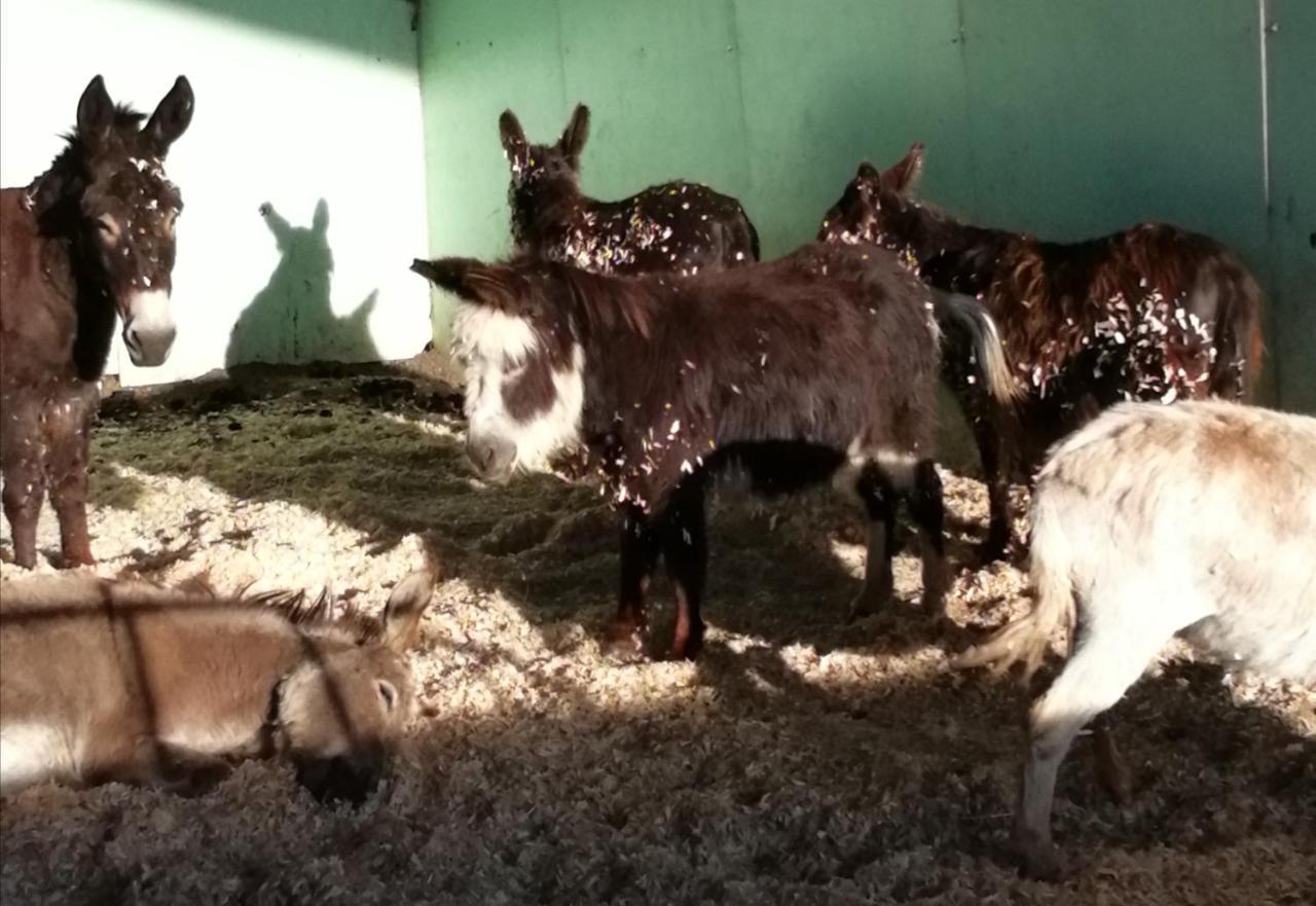 Durham Donkey Rescue Shepherd'S Hut Ξενοδοχείο Εξωτερικό φωτογραφία