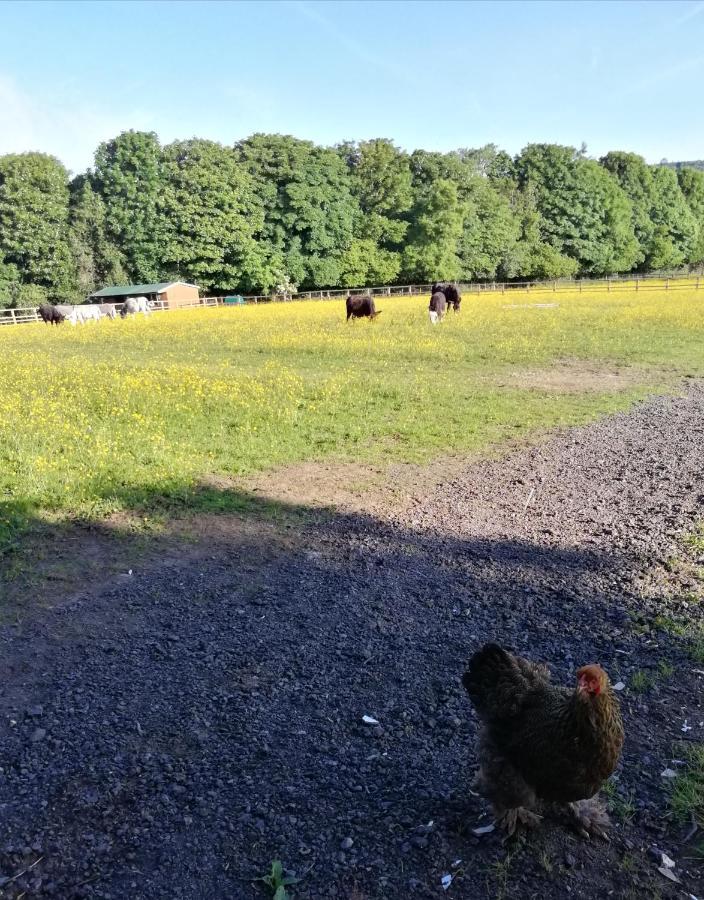 Durham Donkey Rescue Shepherd'S Hut Ξενοδοχείο Εξωτερικό φωτογραφία