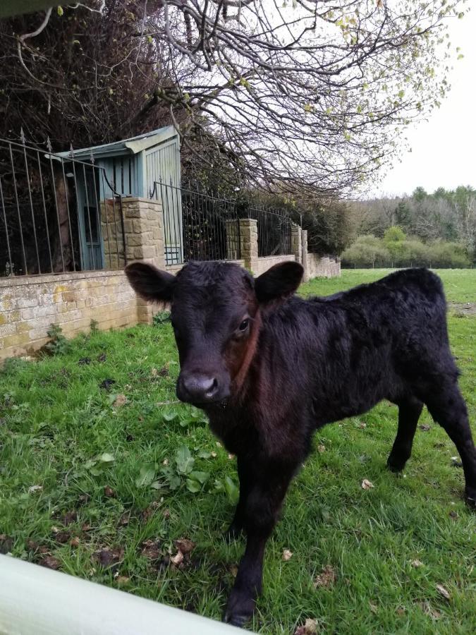 Durham Donkey Rescue Shepherd'S Hut Ξενοδοχείο Εξωτερικό φωτογραφία