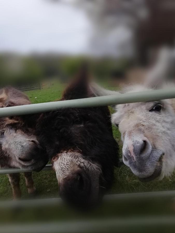 Durham Donkey Rescue Shepherd'S Hut Ξενοδοχείο Εξωτερικό φωτογραφία