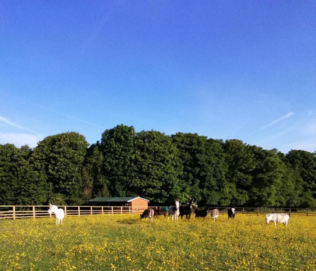 Durham Donkey Rescue Shepherd'S Hut Ξενοδοχείο Εξωτερικό φωτογραφία