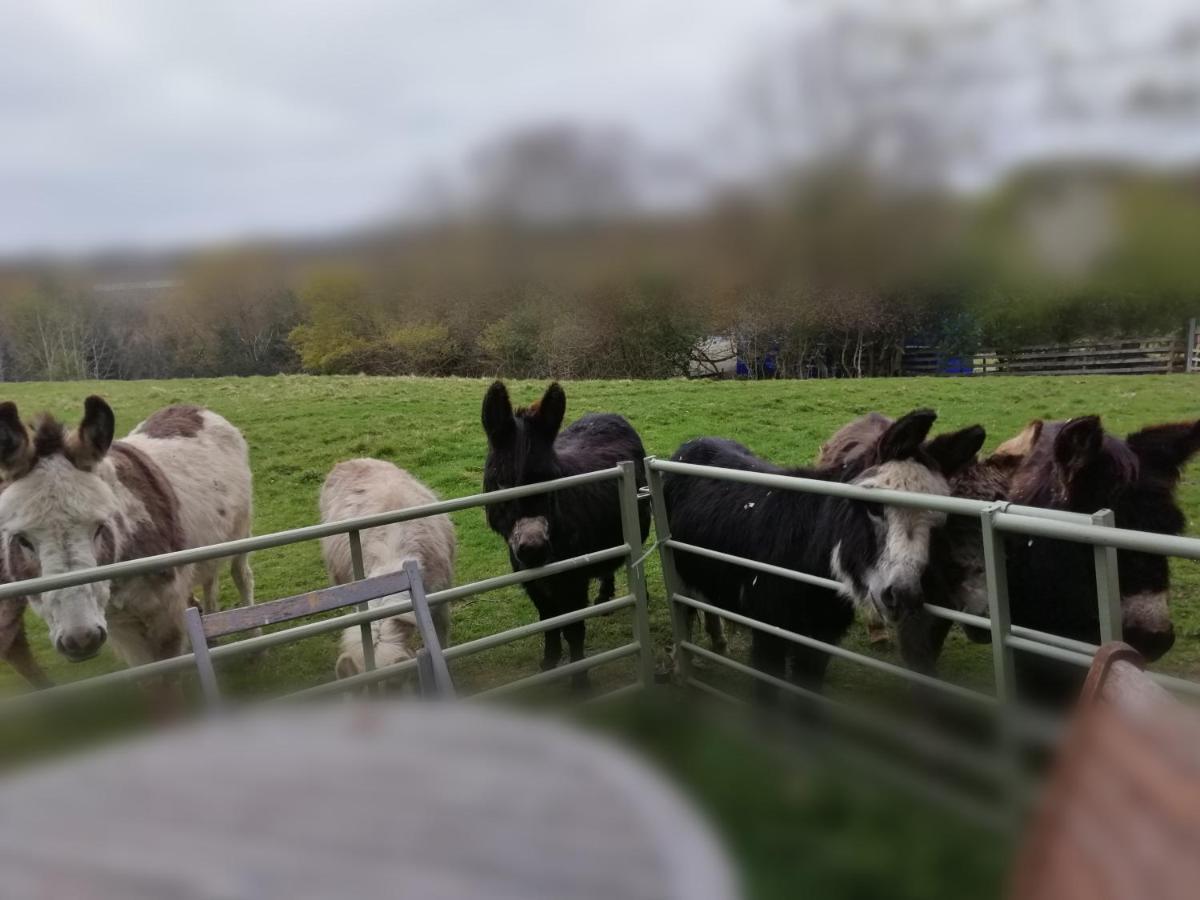 Durham Donkey Rescue Shepherd'S Hut Ξενοδοχείο Εξωτερικό φωτογραφία