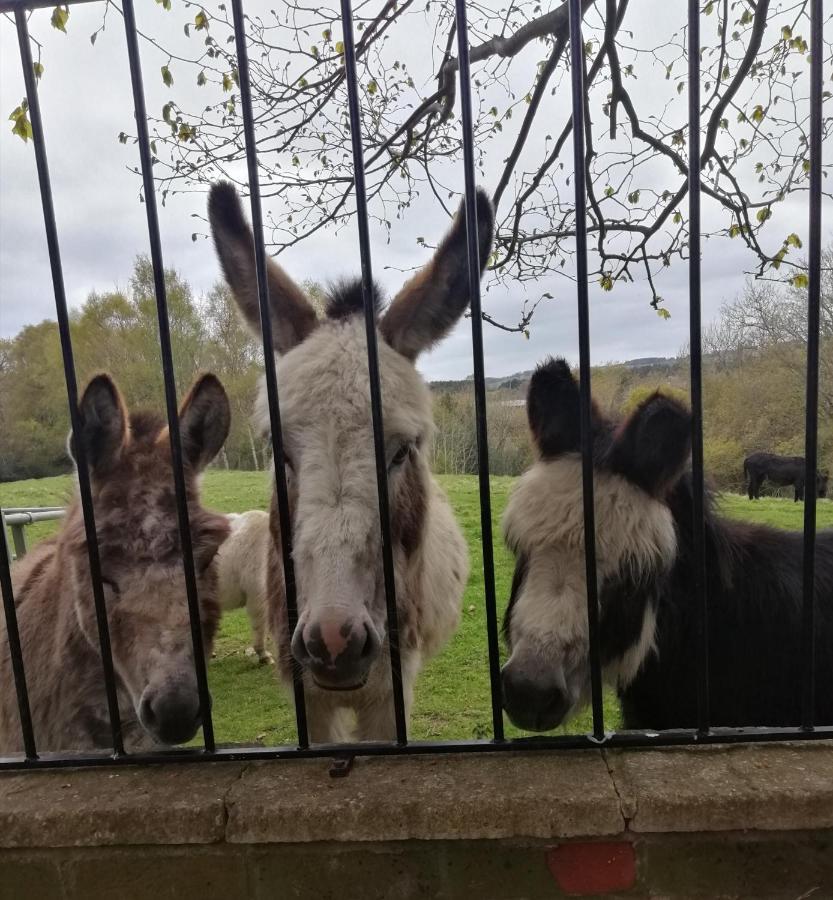 Durham Donkey Rescue Shepherd'S Hut Ξενοδοχείο Εξωτερικό φωτογραφία