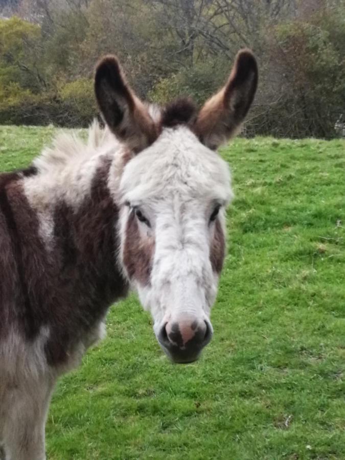 Durham Donkey Rescue Shepherd'S Hut Ξενοδοχείο Εξωτερικό φωτογραφία