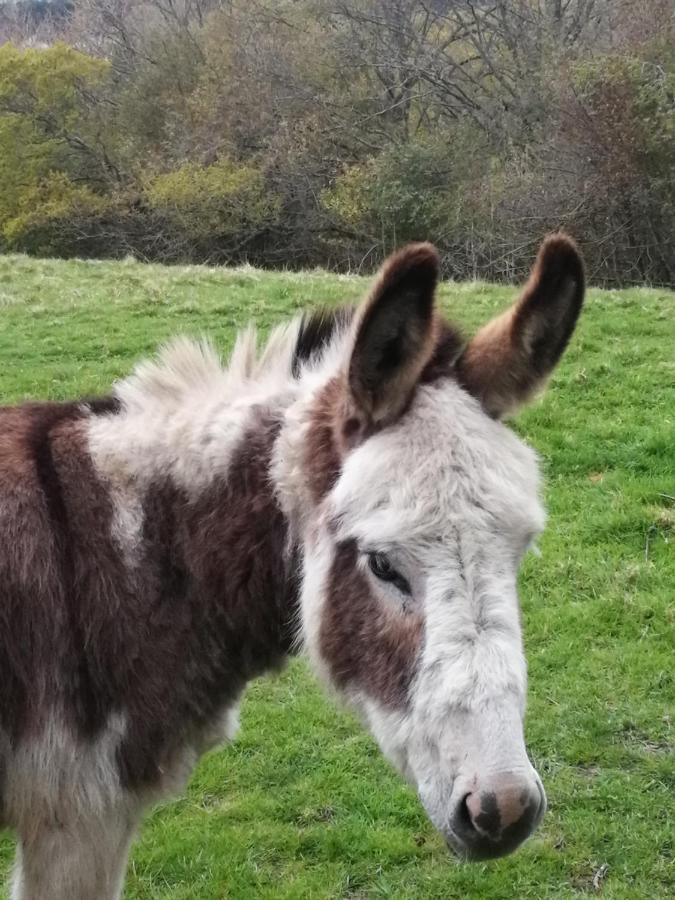 Durham Donkey Rescue Shepherd'S Hut Ξενοδοχείο Εξωτερικό φωτογραφία