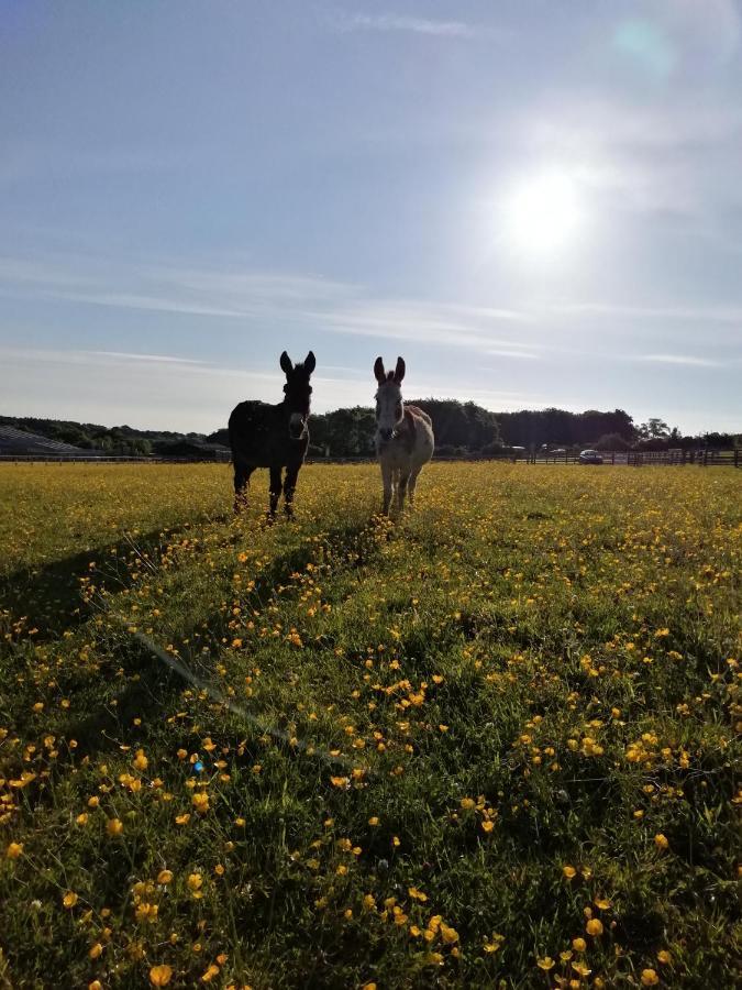 Durham Donkey Rescue Shepherd'S Hut Ξενοδοχείο Εξωτερικό φωτογραφία