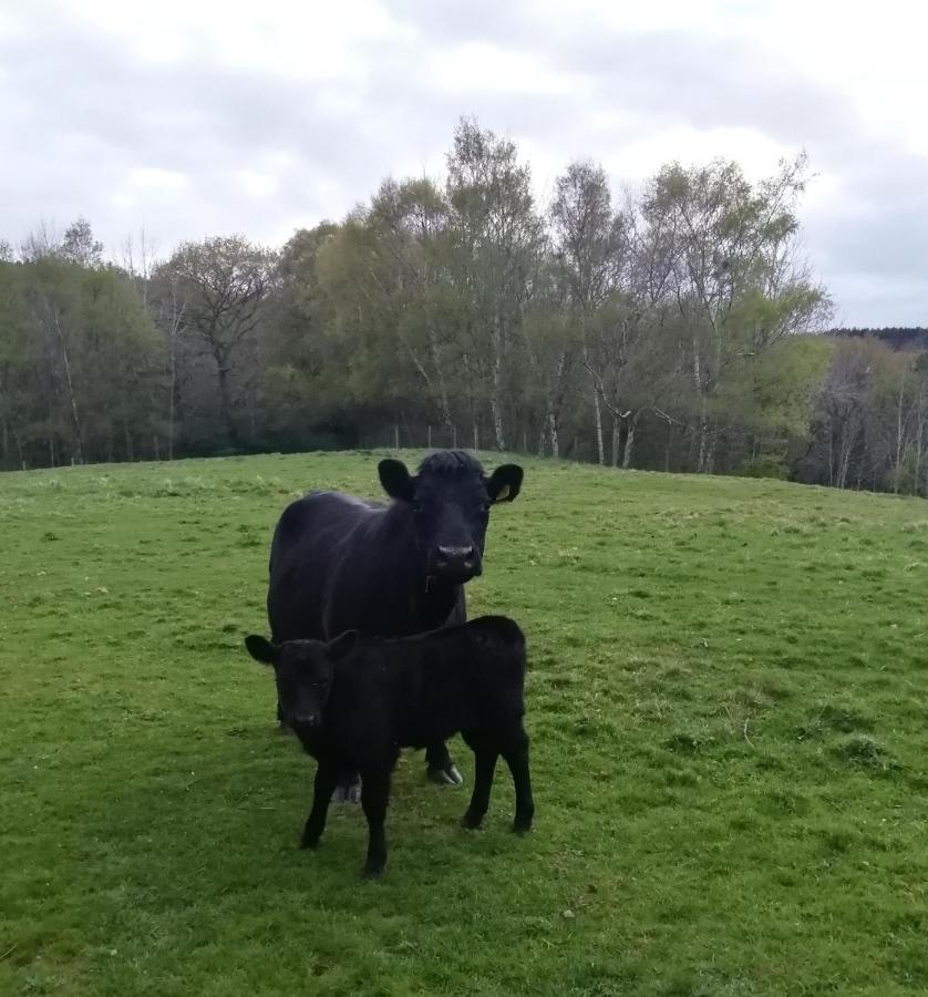 Durham Donkey Rescue Shepherd'S Hut Ξενοδοχείο Εξωτερικό φωτογραφία