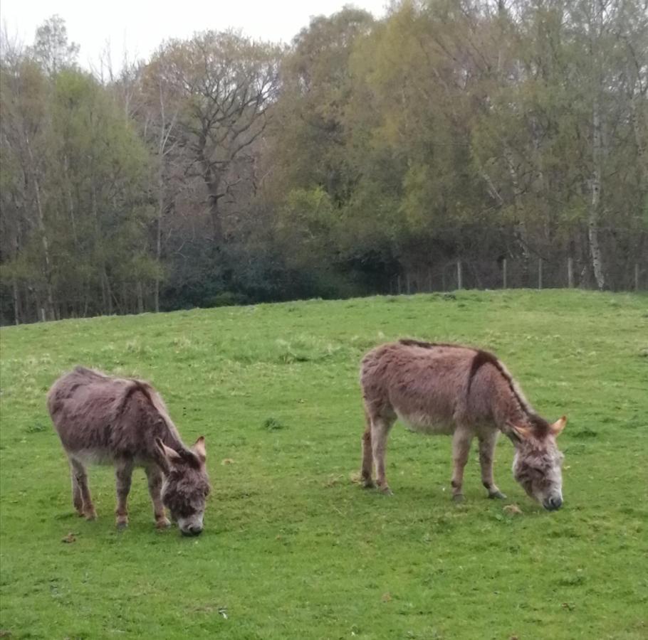 Durham Donkey Rescue Shepherd'S Hut Ξενοδοχείο Εξωτερικό φωτογραφία